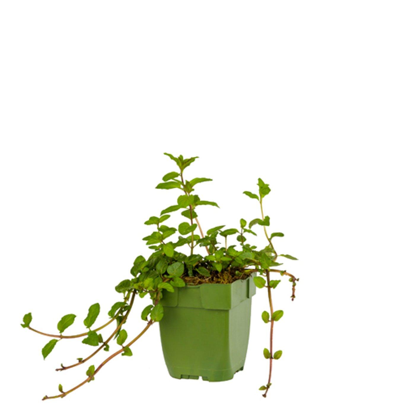 Mentha piperita 'Chocolate' - Chocolade-munt