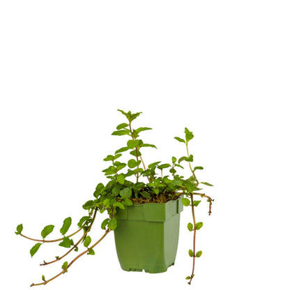 Mentha piperita 'Chocolate' - Chocolade-munt