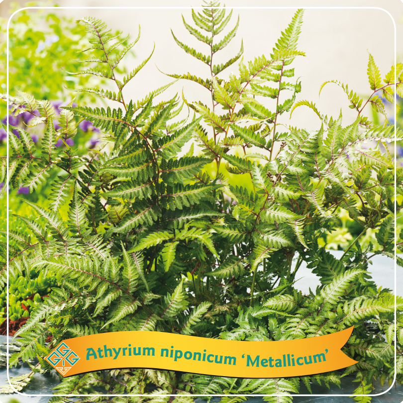 Athyrium niponicum 'Metallicum' - Japanse Regenboogvaren