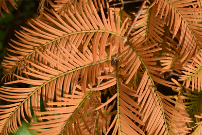 Metasequoia glyptostroboides - Watercipres