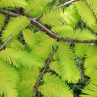 Metasequoia glyptostroboides - Watercipres