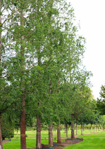 Metasequoia glyptostroboides - Watercipres