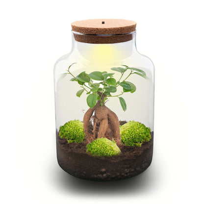 Milky Bonsai - Terrarium with light - Bottle garden DIY kit - Ø 21 cm ↑ 30 cm