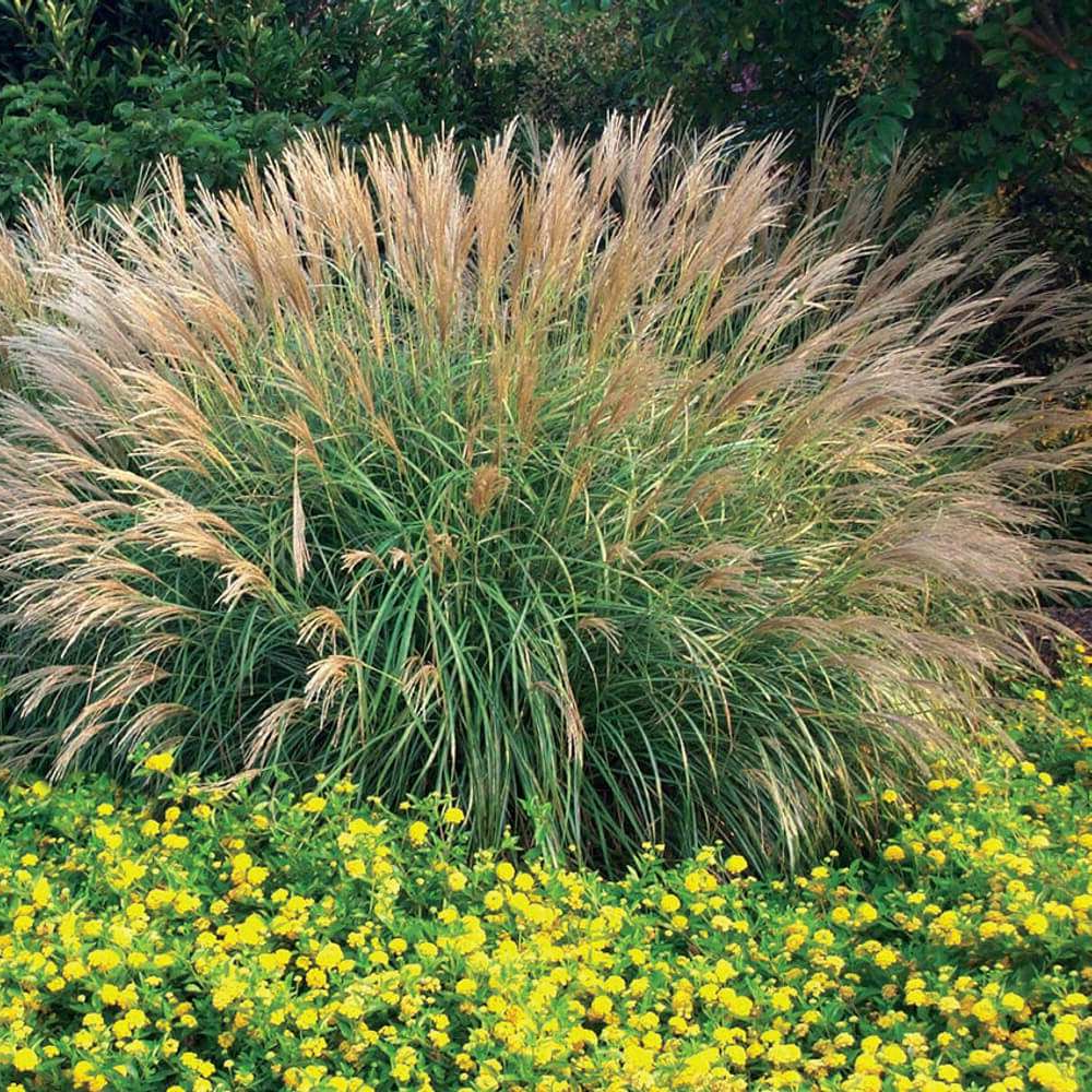 Miscanthus sinensis 'Adagio' - Prachtriet