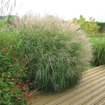 Miscanthus sinensis 'Adagio' - Prachtriet