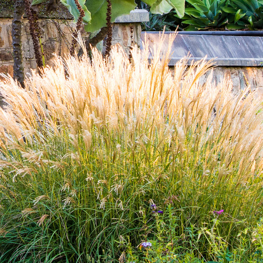 Miscanthus sinensis 'Adagio' - Prachtriet