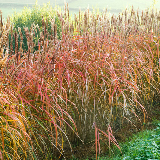 Miscanthus sinensis ‘Malepartus’ – Prachtriet