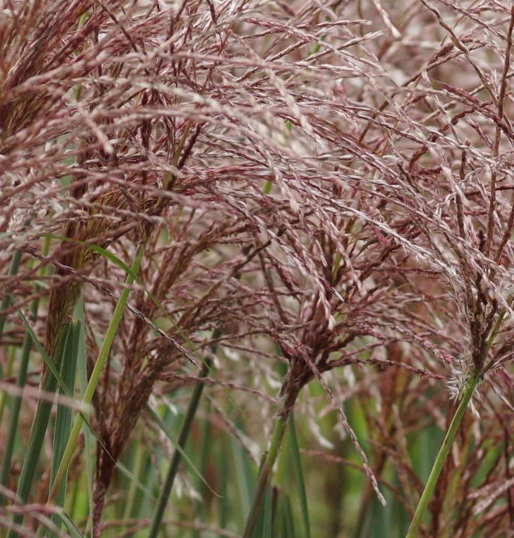 Miscanthus sinensis ‘Malepartus’ – Prachtriet