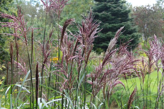 Miscanthus sinensis ‘Malepartus’ – Prachtriet