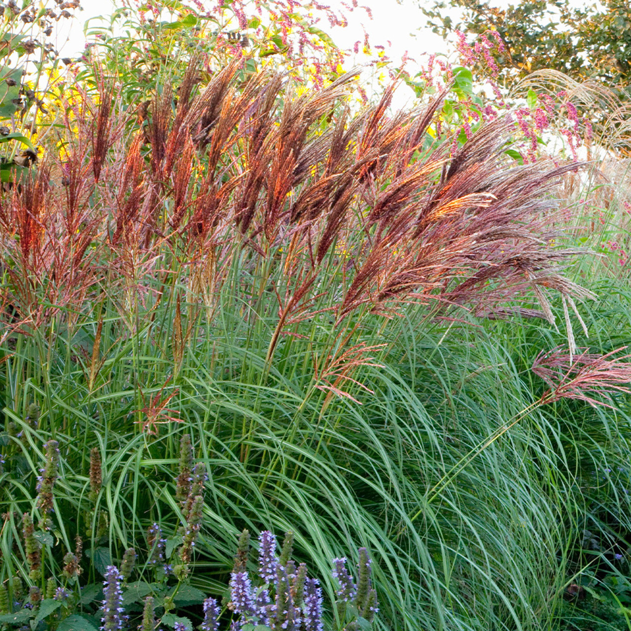 Miscanthus sinensis 'Red Chief' - Prachtriet
