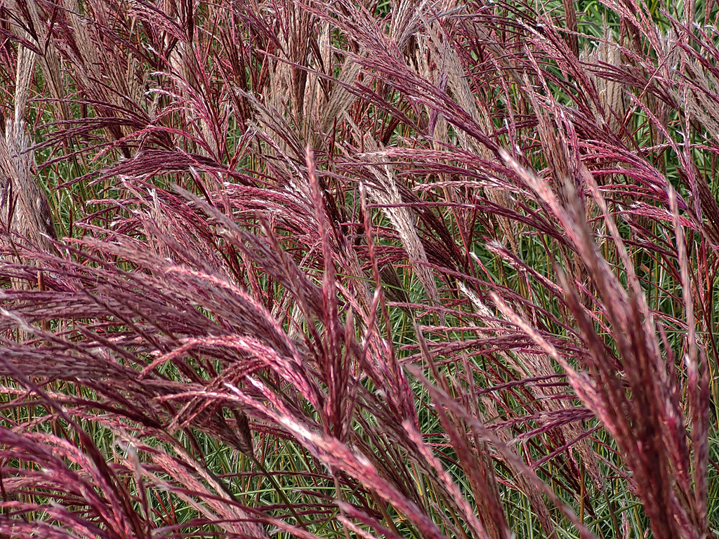 Miscanthus sinensis 'Red Chief' - Prachtriet