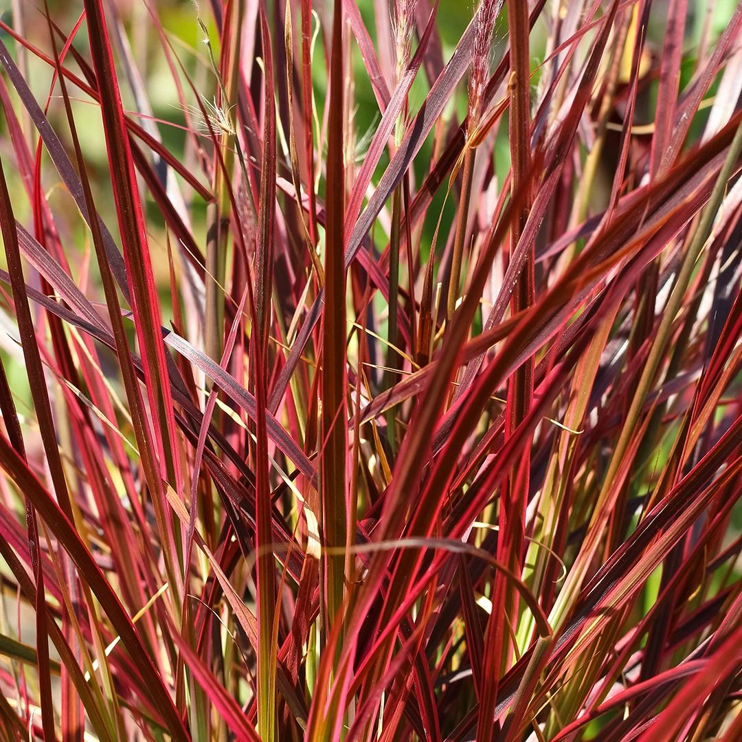 Miscanthus sinensis 'Red Chief' - Prachtriet