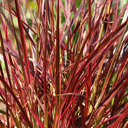 Miscanthus sinensis 'Red Chief' - Prachtriet