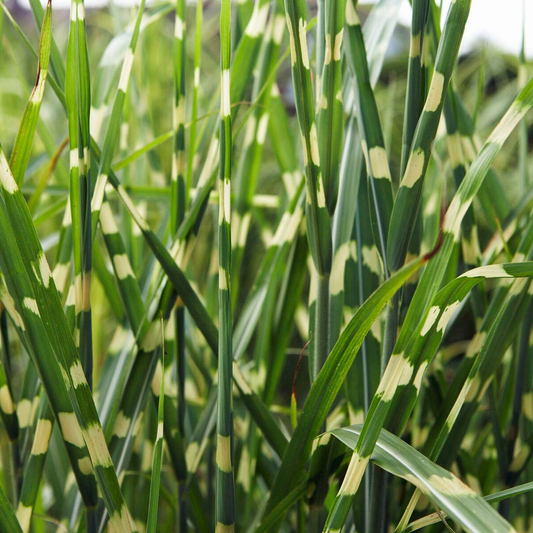 Miscanthus sinensis ‘Strictus’ - Prachtriet