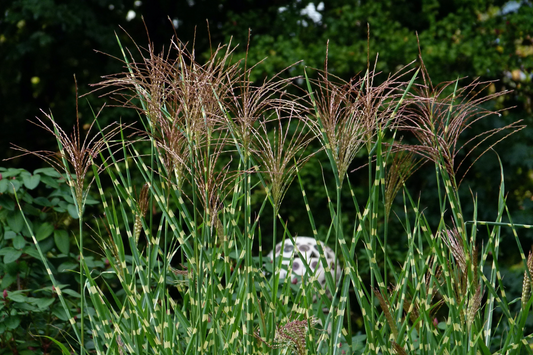 Miscanthus sinensis ‘Strictus’ - Prachtriet