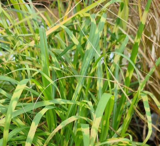 Miscanthus giganteus 'Alligator' - Prachtriet