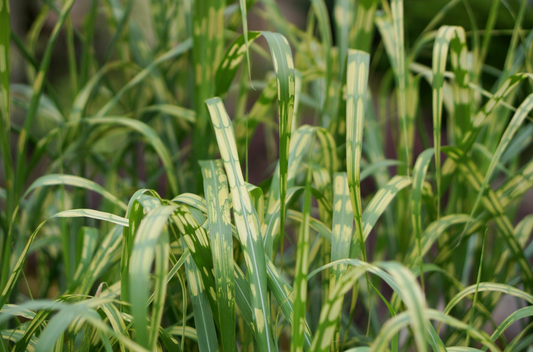 Miscanthus giganteus 'Alligator' - Prachtriet