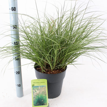 Miscanthus sinensis 'Adagio' - Prachtriet