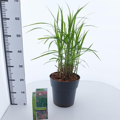Miscanthus sinensis ‘Malepartus’ – Prachtriet