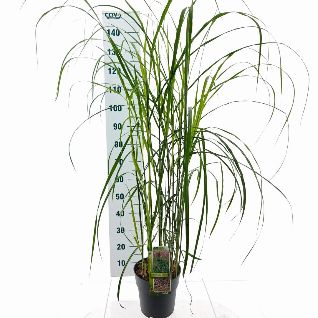 Miscanthus sinensis ‘Malepartus’ – Prachtriet