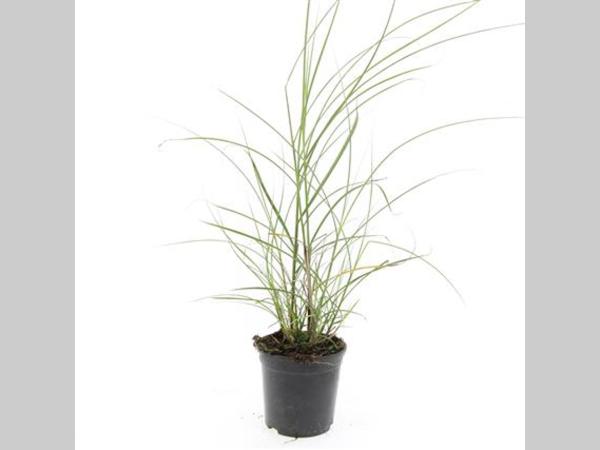 Miscanthus sinensis 'Red Chief' - Prachtriet