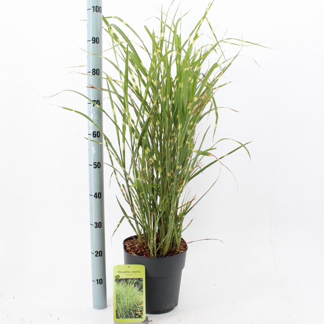 Miscanthus sinensis ‘Strictus’ - Prachtriet