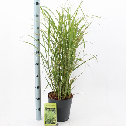 Miscanthus sinensis ‘Strictus’ - Prachtriet