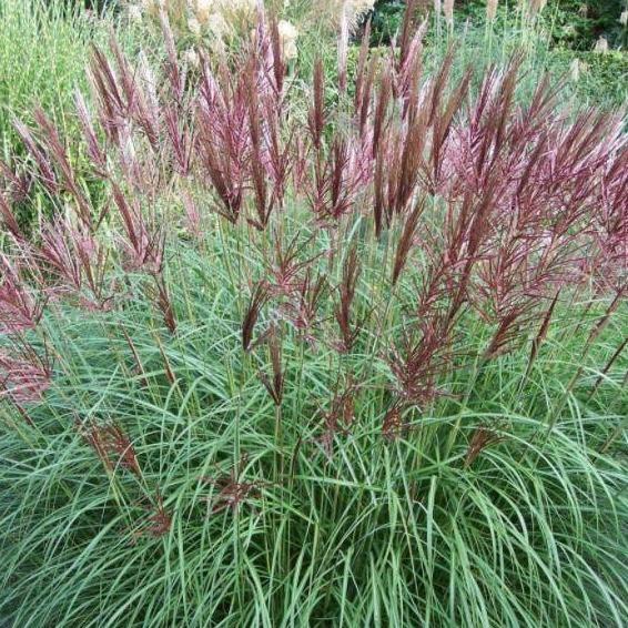 Miscanthus sinensis 'Ferner Osten' - Chineesriet