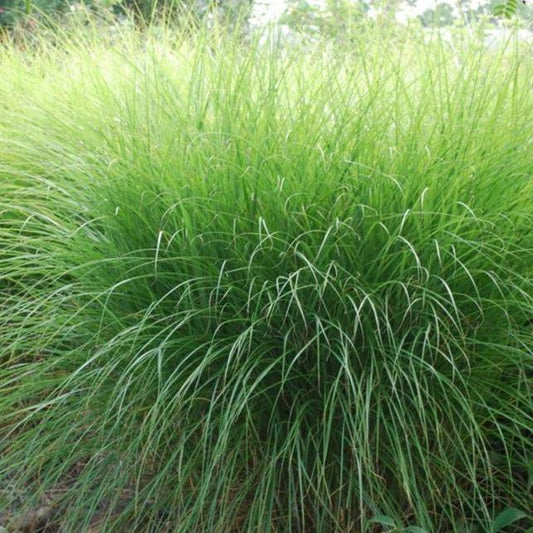 Miscanthus sinensis 'Gracillimus' -Chineesriet