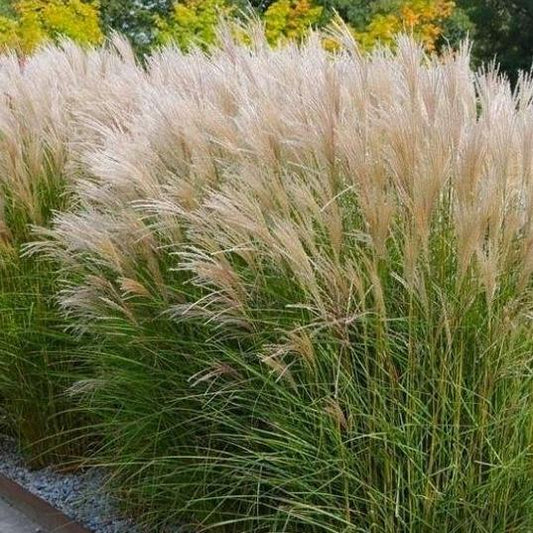Miscanthus sinensis 'Kleine Silberspinne' - Prachtriet