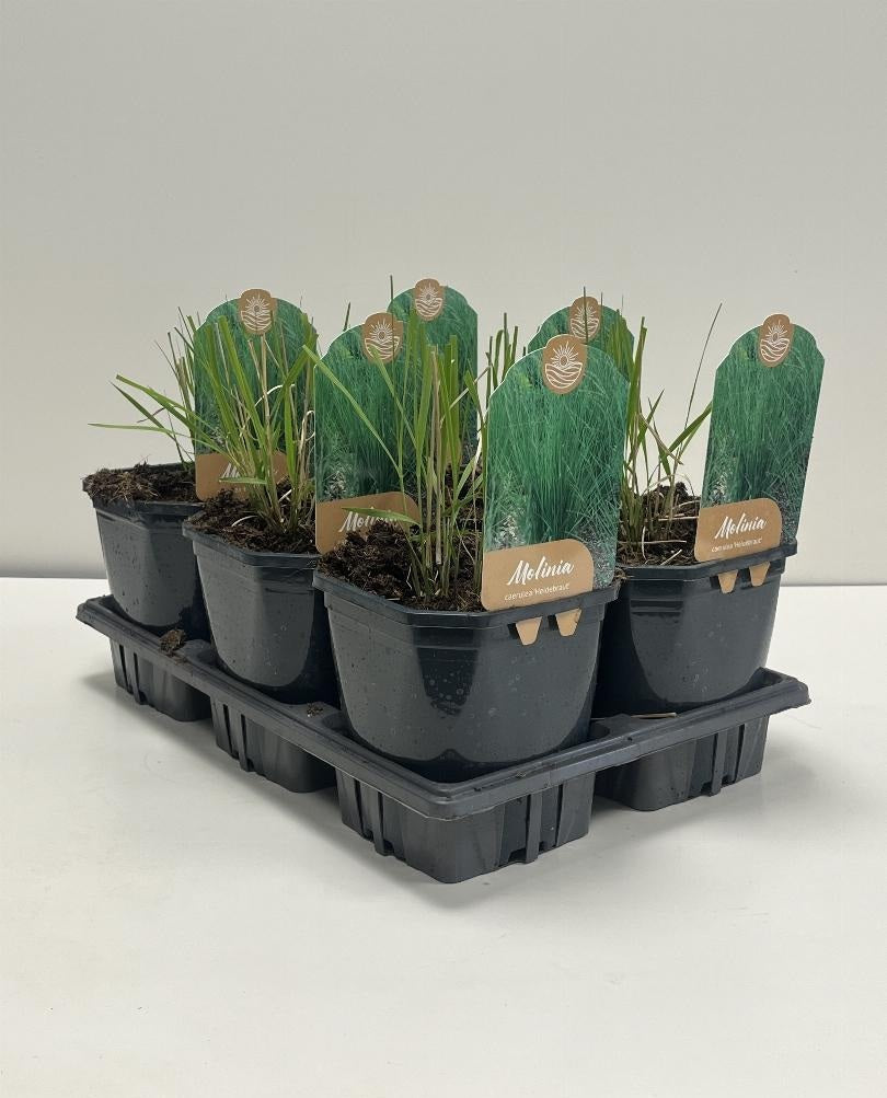 Molinia caerulea 'Heidebraut' - Pijpenstrootje