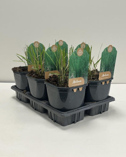 Molinia caerulea 'Heidebraut' - Pijpenstrootje