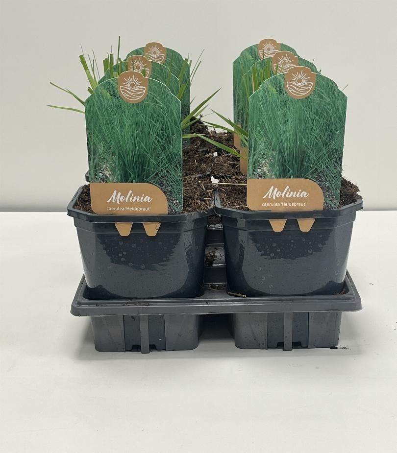 Molinia caerulea 'Heidebraut' - Pijpenstrootje