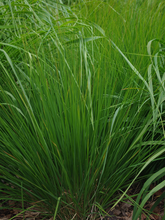 Molinia caerulea 'Heidebraut' - Pijpenstrootje