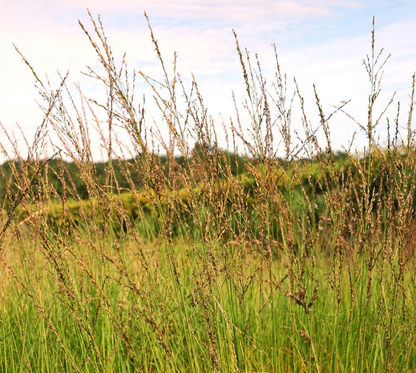 Molinia caerulea 'Heidebraut' - Pijpenstrootje