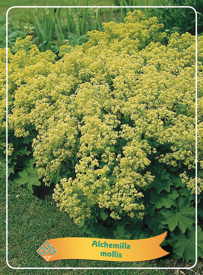 Alchemilla mollis - Fraaie vrouwenmantel