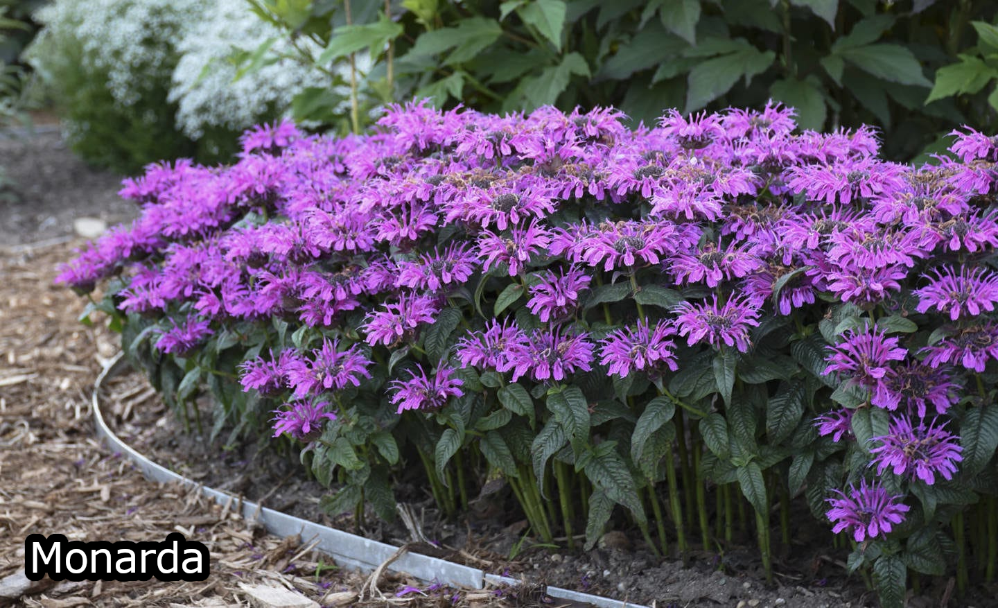 Borderpakket 'Bijen & Vlinders' - 5m² - 50 planten