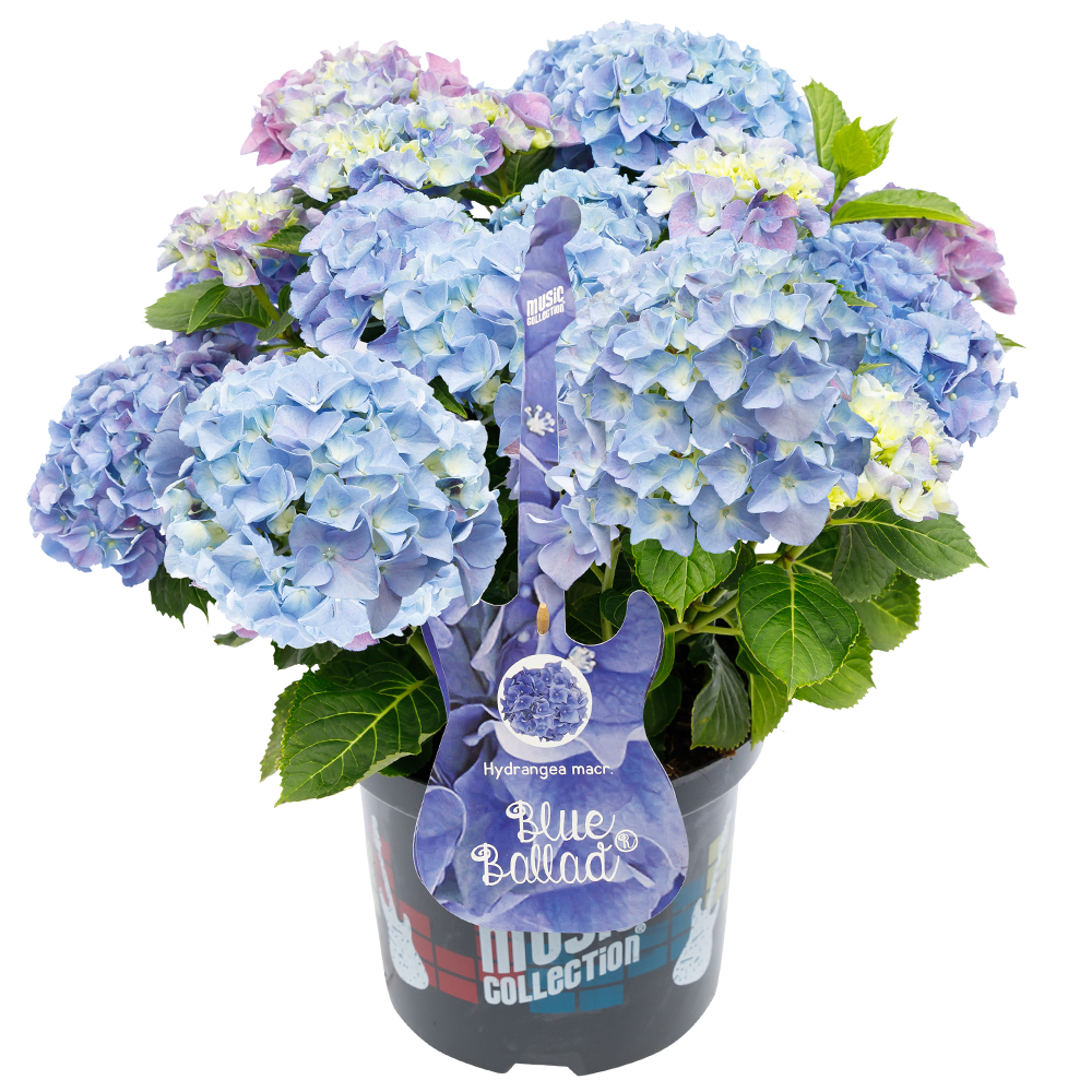 Hydrangea macrophylla 'Blue Ballad' - Music Collection®