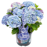 Hydrangea macrophylla 'Blue Ballad' - Music Collection®