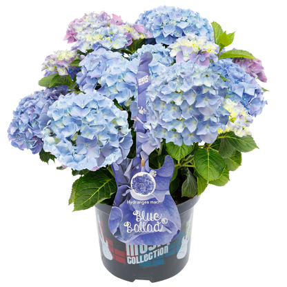 Hydrangea macrophylla 'Blue Ballad' - Music Collection®