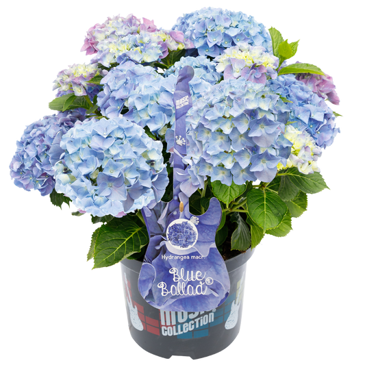 Hydrangea macrophylla 'Blue Ballad' - Music Collection®