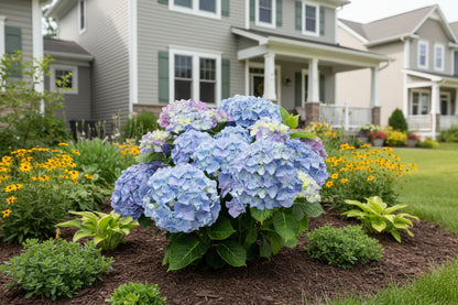 Hydrangea macrophylla 'Blue Ballad' - Music Collection®