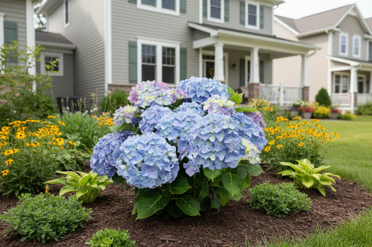 Blauwe hydrangea ‘Blue Ballad’ in een grijze pot met muziekthema, versierd met een gitaarvormige label. Prachtige bloemen voor binnen- en buitenruimtes, perfect voor muziekliefhebbers.