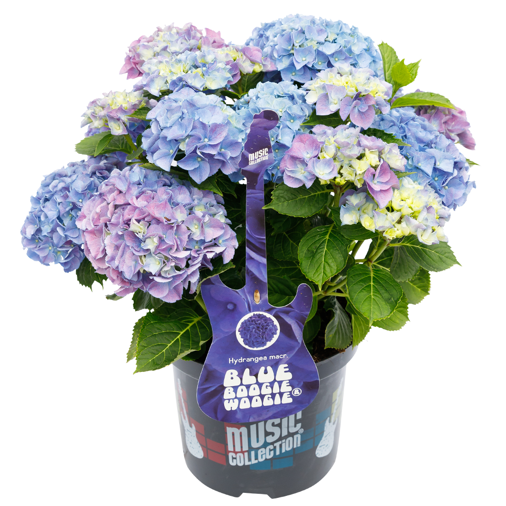Hydrangea macrophylla 'Blue Boogiewoogie' - Music Collection®