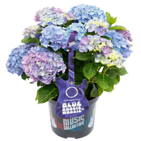 Hydrangea macrophylla 'Blue Boogiewoogie' - Music Collection®