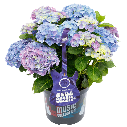 Hydrangea macrophylla 'Blue Boogiewoogie' - Music Collection®