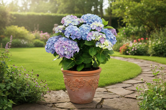 Blauwe en paarse hydrangea’s in een zwarte pot met een gitaarvormige label. Het plantje is een ‘Blue Boogie Woogie’ uit de Music Collection, perfect voor muziekliefhebbers.