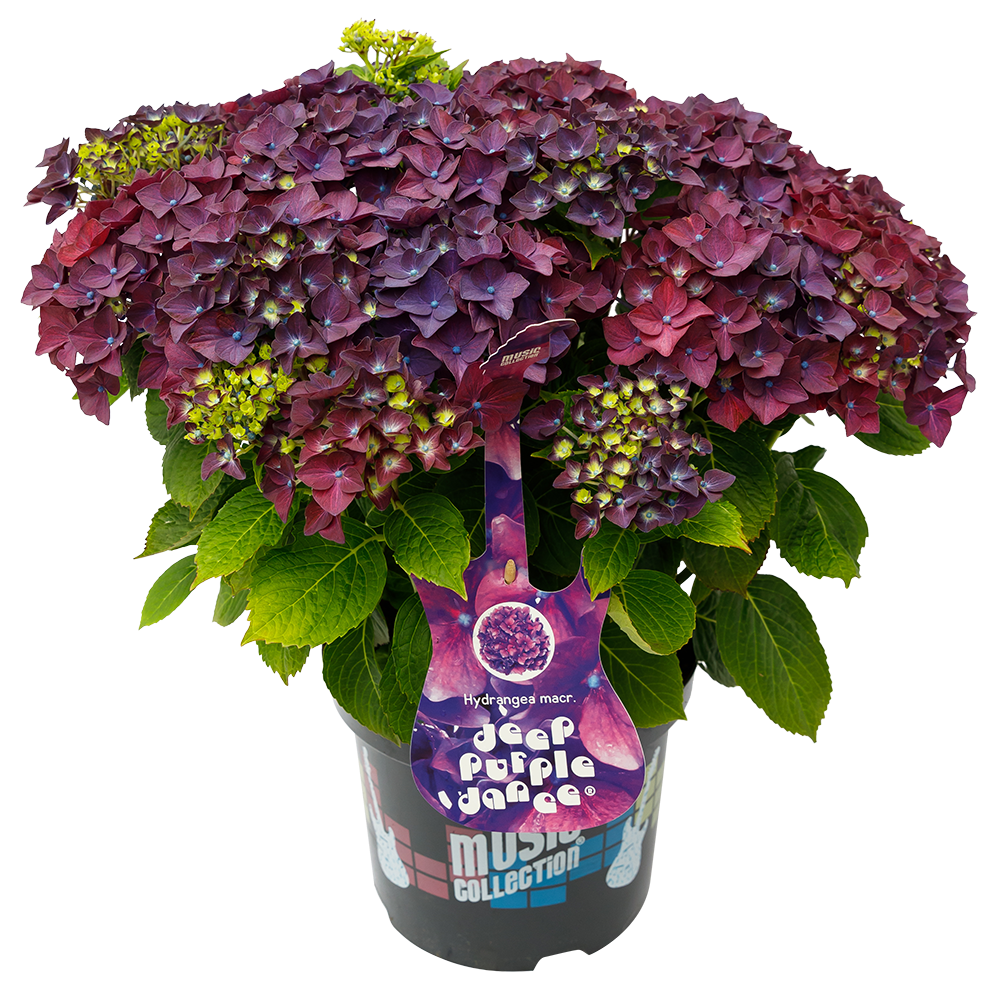 Hydrangea macrophylla 'Deep Purple Dance' - Music Collection®