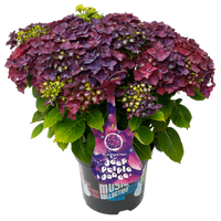Hydrangea macrophylla 'Deep Purple Dance' - Music Collection®