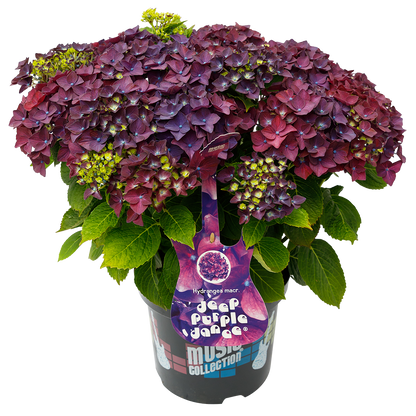 Hydrangea macrophylla 'Deep Purple Dance' - Music Collection®